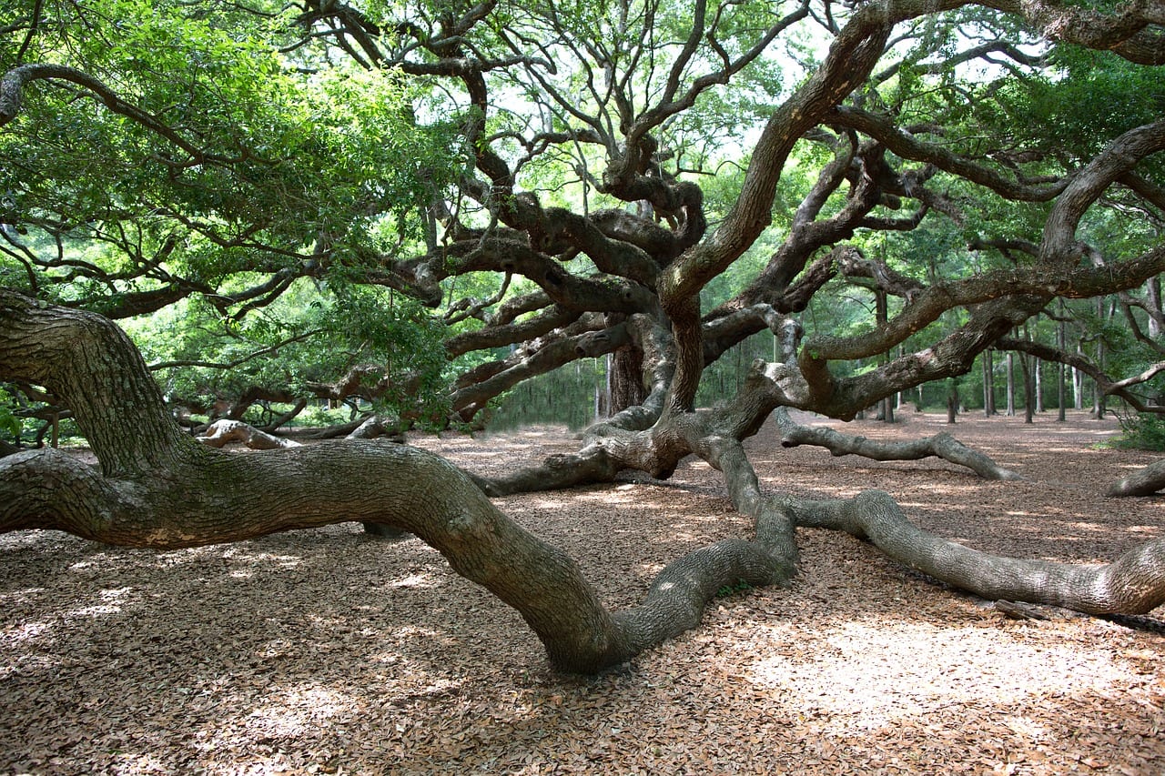 Angel Oak